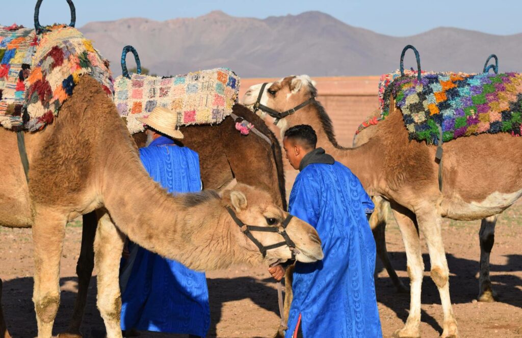 11 Fun Things To Do In Marrakech With Friends 7 Camels in Marrakesh