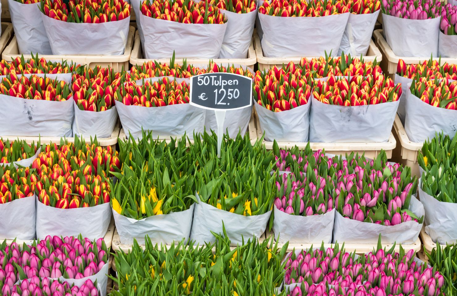 Tulips on the Bloemenmarkt in Amsterdam