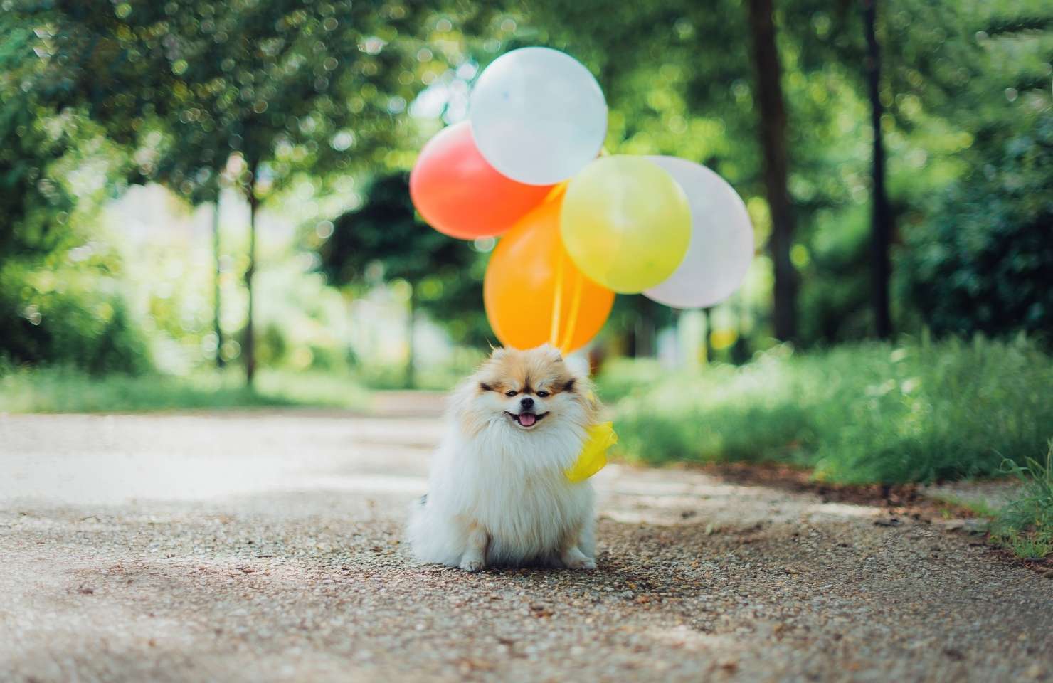 chien dans une foret avec des ballons