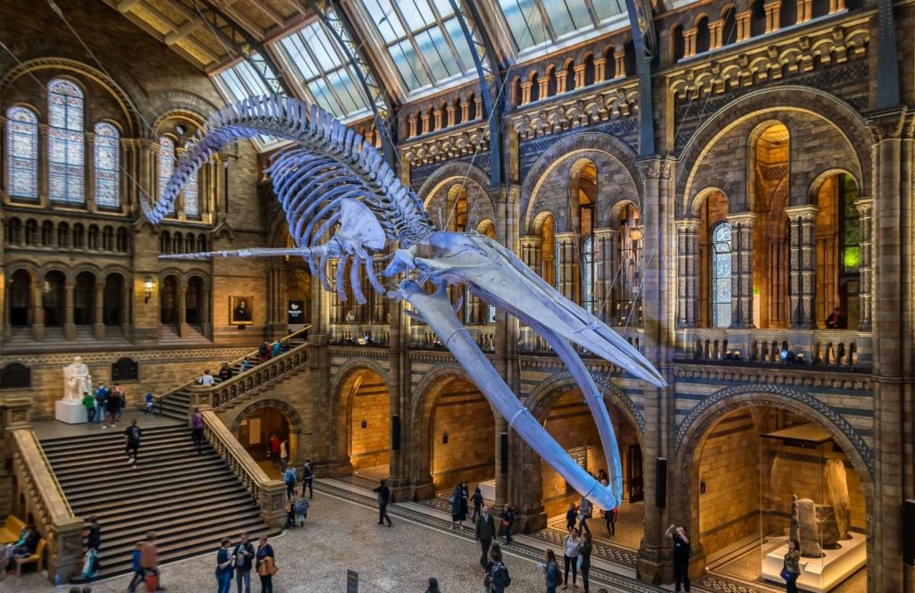 Walskelett im Naturhistorischen Museum in London