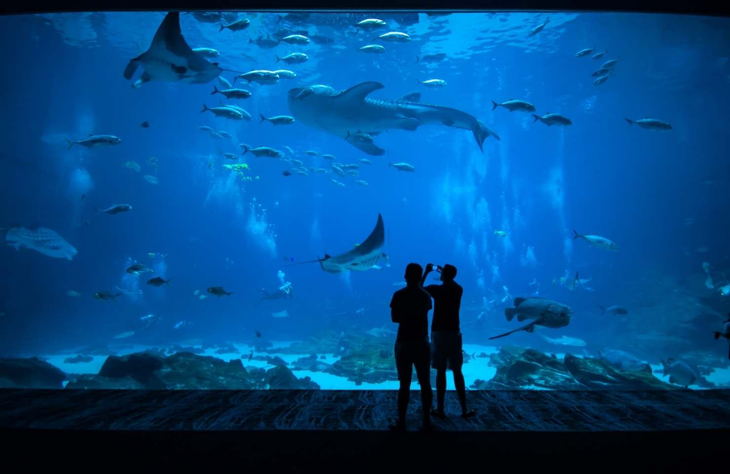 couple devant un aquarium 