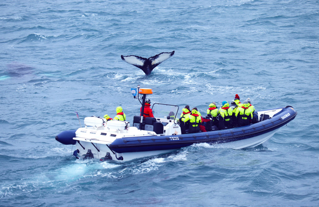 Gruppe auf einem kleinen Boot beobachtet eine Walflosse