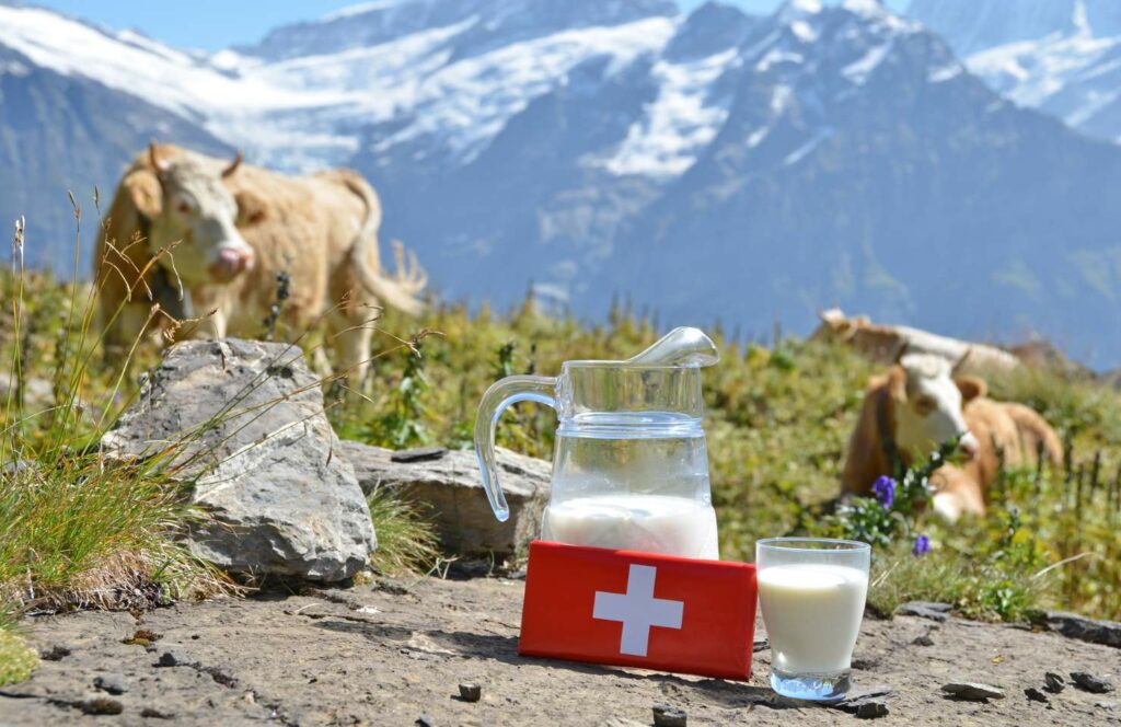Milchkühe in den Bergen der Schweiz