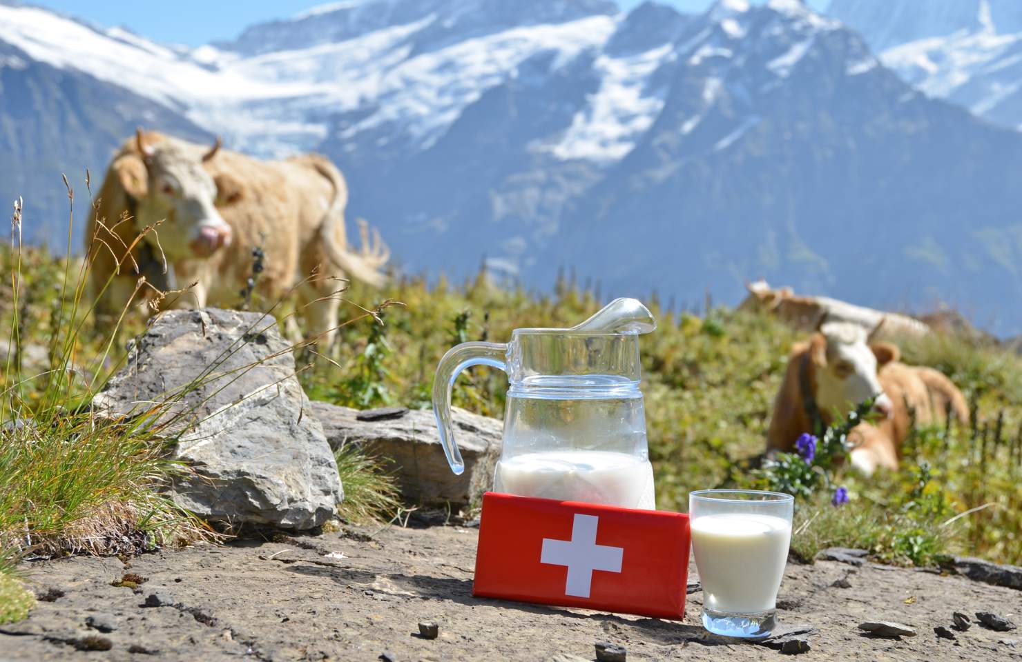 chocolat suisse