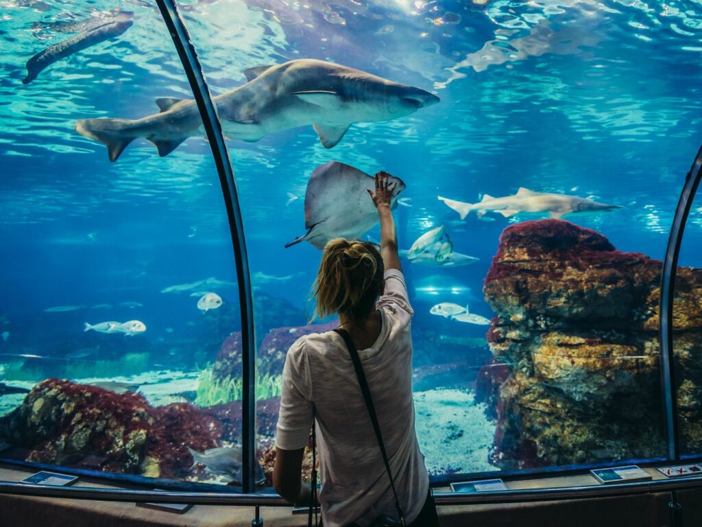 gift experiences to the barcelona aquarium