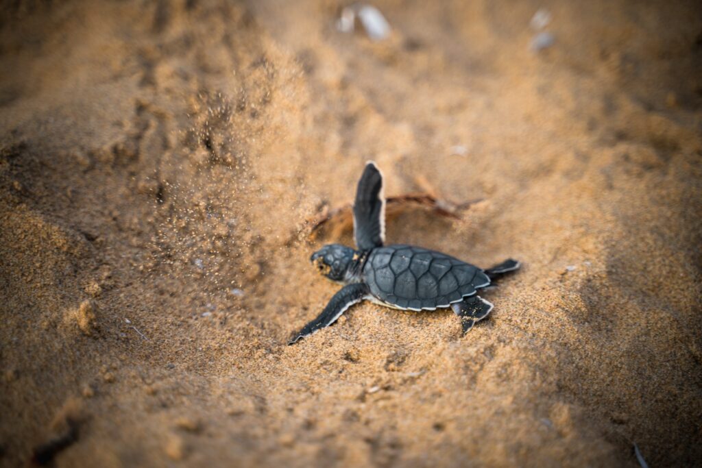 Babyschildpad in het zand op weg naar zee