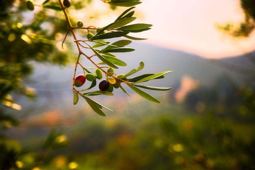 Branch of an olive tree