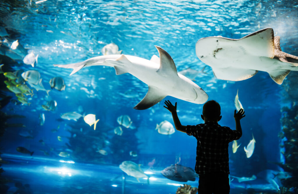 Un niño se maravilla con los tiburones del acuario