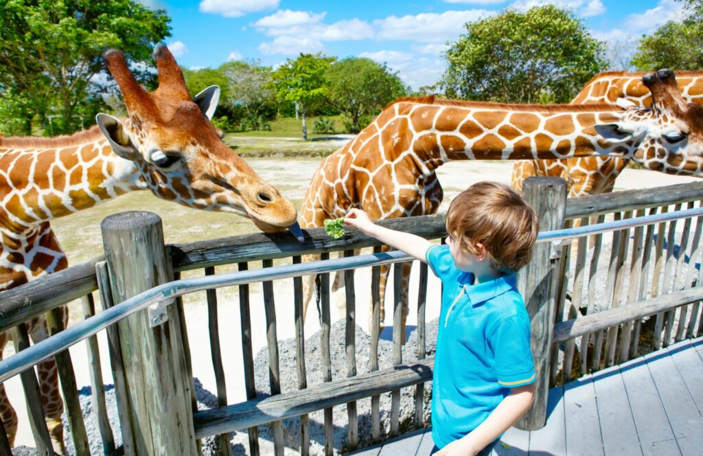 Ein Kind füttert eine Giraffe im Zoo