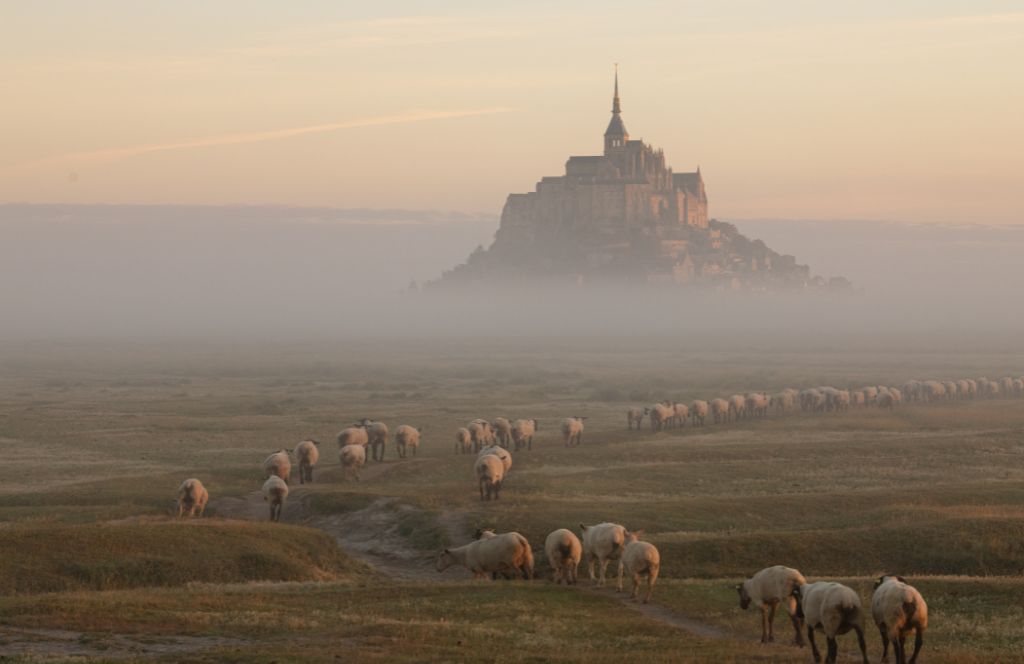 Mont Saint-Michel in fog with sheep eating grass