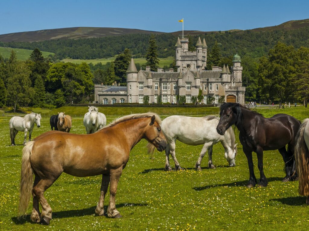 Photos of horses on the Dunnottar Castle and Royal Deeside small-group tour from Aberdeen 