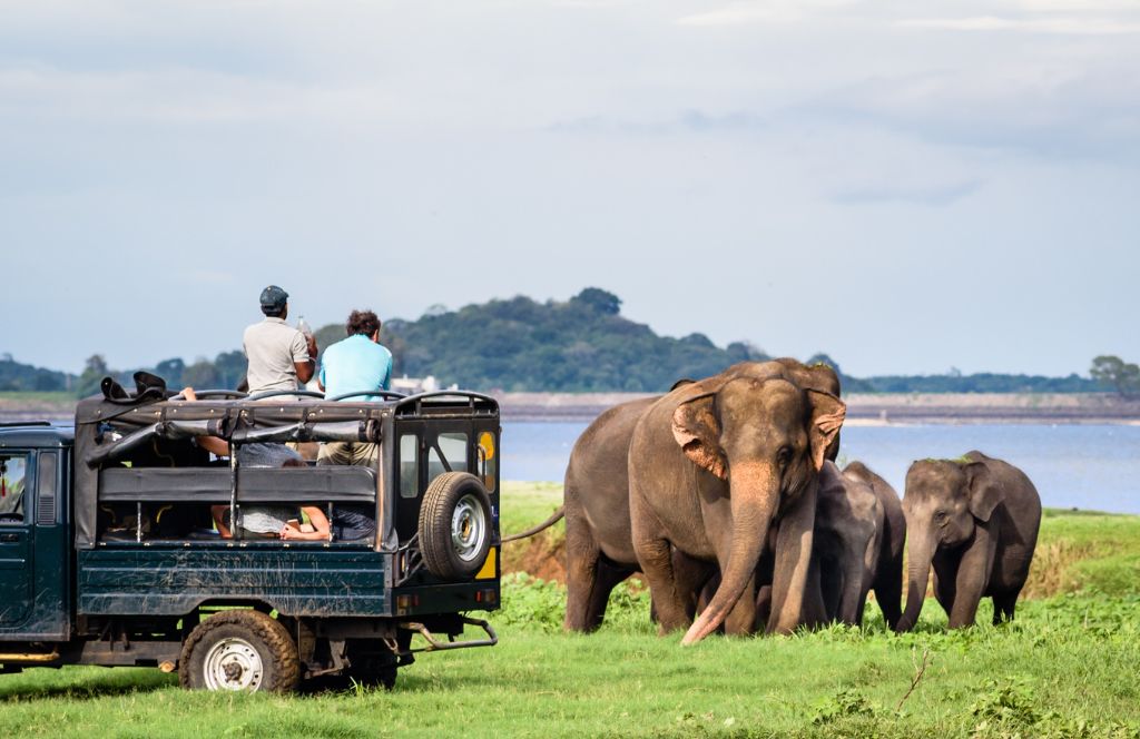 MINNERIYA NATIONAL PARK SAFARI  - one of the best animal gift experiences