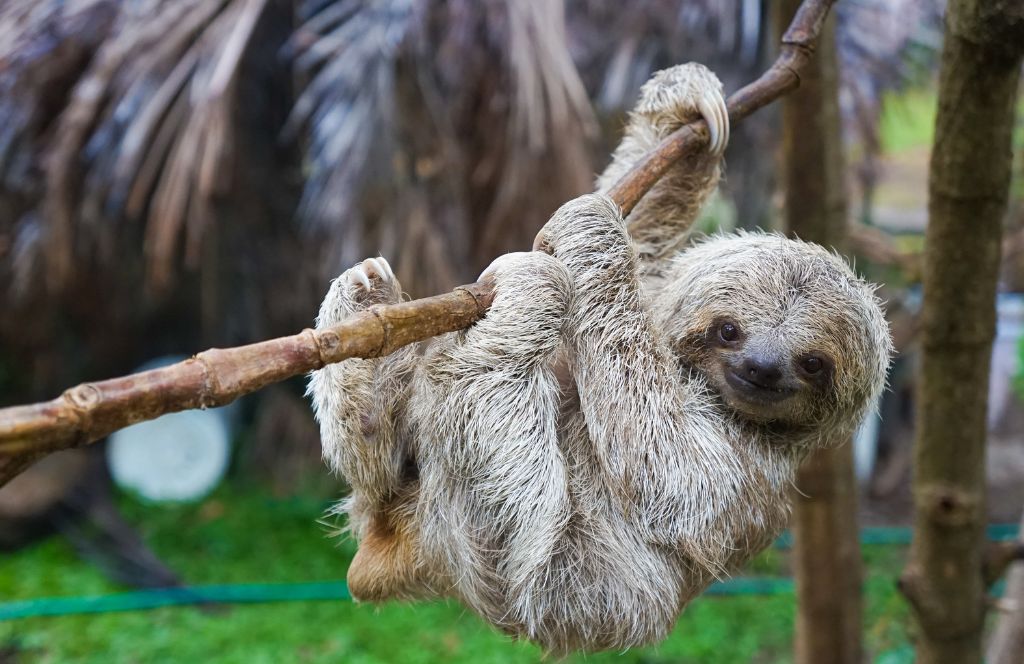 your activity voucher recipient can spot a sloth on this costa rica animal experience