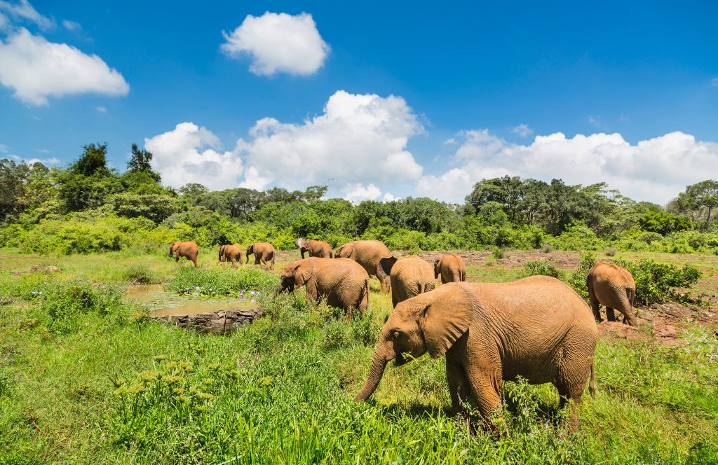 another one of the best animal gift experiences is tickets to the Nairobi National Park 