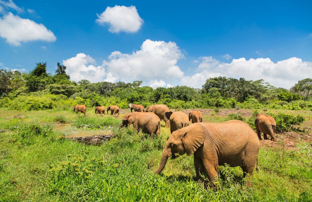 another one of the best animal gift experiences is tickets to the Nairobi National Park 
