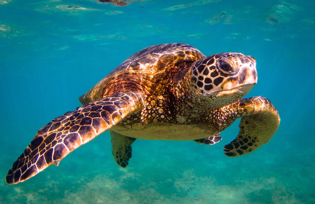 one of the best animal experience gifts is a chance to protect turtles in turkey