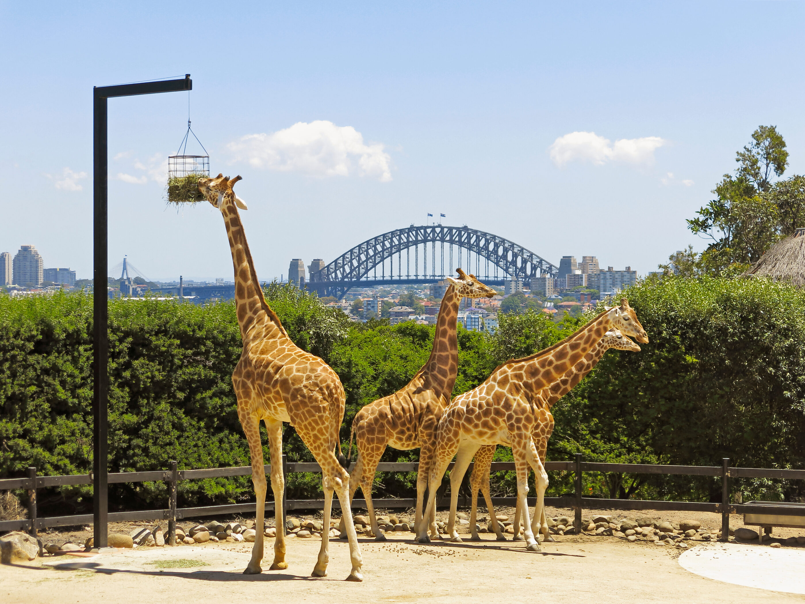 one of the best animal gift experiences is tickets to the sydney zoo