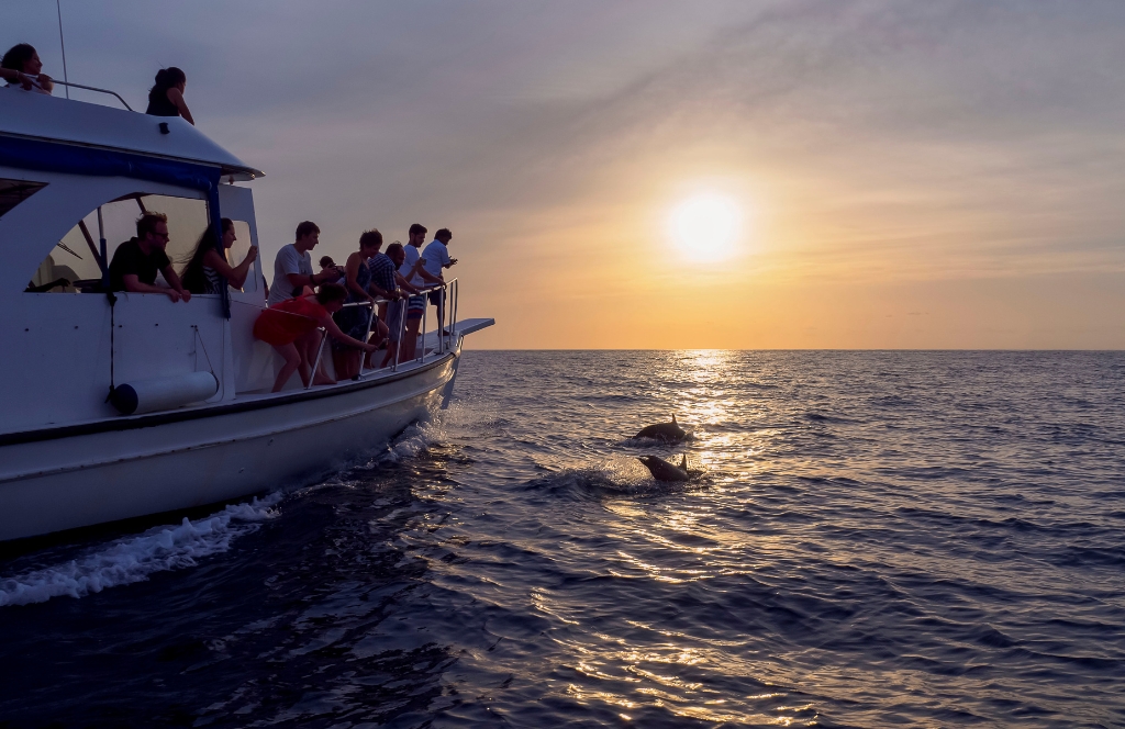 Dolphin Cruise