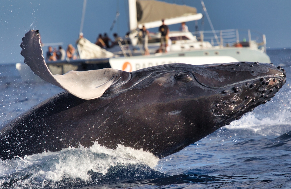 Whale Watching