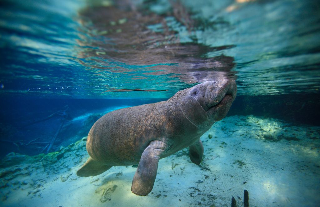 Crystal River Manatees